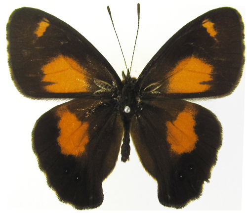 カロラータ（Platypthima Colorata）